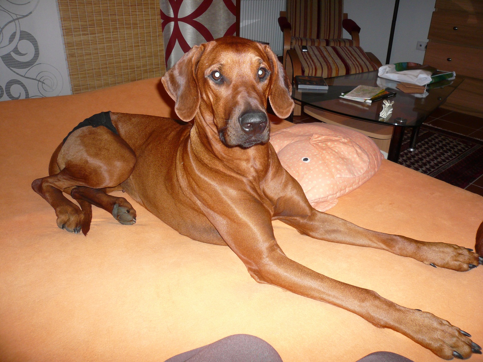 DeeDee 6.jpg